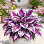Hosta Bare Roots, Decorative Perennial Foliage Plants, Shade Tolerant Ornamental Roots for Outdoor Yard & Patio Planting - Image 2