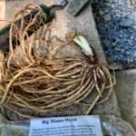 Hosta Roots, Perennial Shade Loving Plant Roots, Ornamental Foliage Hosta for Outdoor Garden, Landscape & Patio Container Planting - Image 7