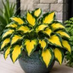 Hosta Roots, Perennial Shade Loving Plant Roots, Ornamental Foliage Hosta for Outdoor Garden, Landscape & Patio Container Planting - Image 5