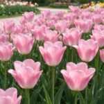 Tulip Bulbs, Mixed Color Tulip Flower Bulbs, Hardy Perennial Spring Blooming Bulbs for Garden Beds, Containers & Cut Flower Arrangements, Easy to Grow - Image 4