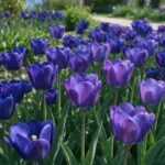 Tulip Bulbs, Perennial Spring Flower Bulbs, Vibrant Multi-Color Tulips for Indoor Pots, Patio Containers and Outdoor Garden Landscaping - Image 4