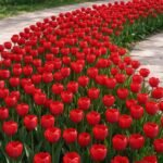 Tulip Bulbs, Mixed Color Tulip Flower Bulbs, Hardy Perennial Spring Blooming Bulbs for Garden Beds, Containers & Cut Flower Arrangements, Easy to Grow - Image 2