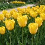Tulip Bulbs, Perennial Spring Flower Bulbs, Vibrant Multi-Color Tulips for Indoor Pots, Patio Containers and Outdoor Garden Landscaping - Image 3