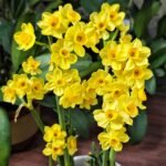 Daffodil Bulbs, Fragrant Perennial Flower Bulbs, Spring Blooming Narcissus for Indoor Water Culture & Outdoor Garden Planting - Image 5