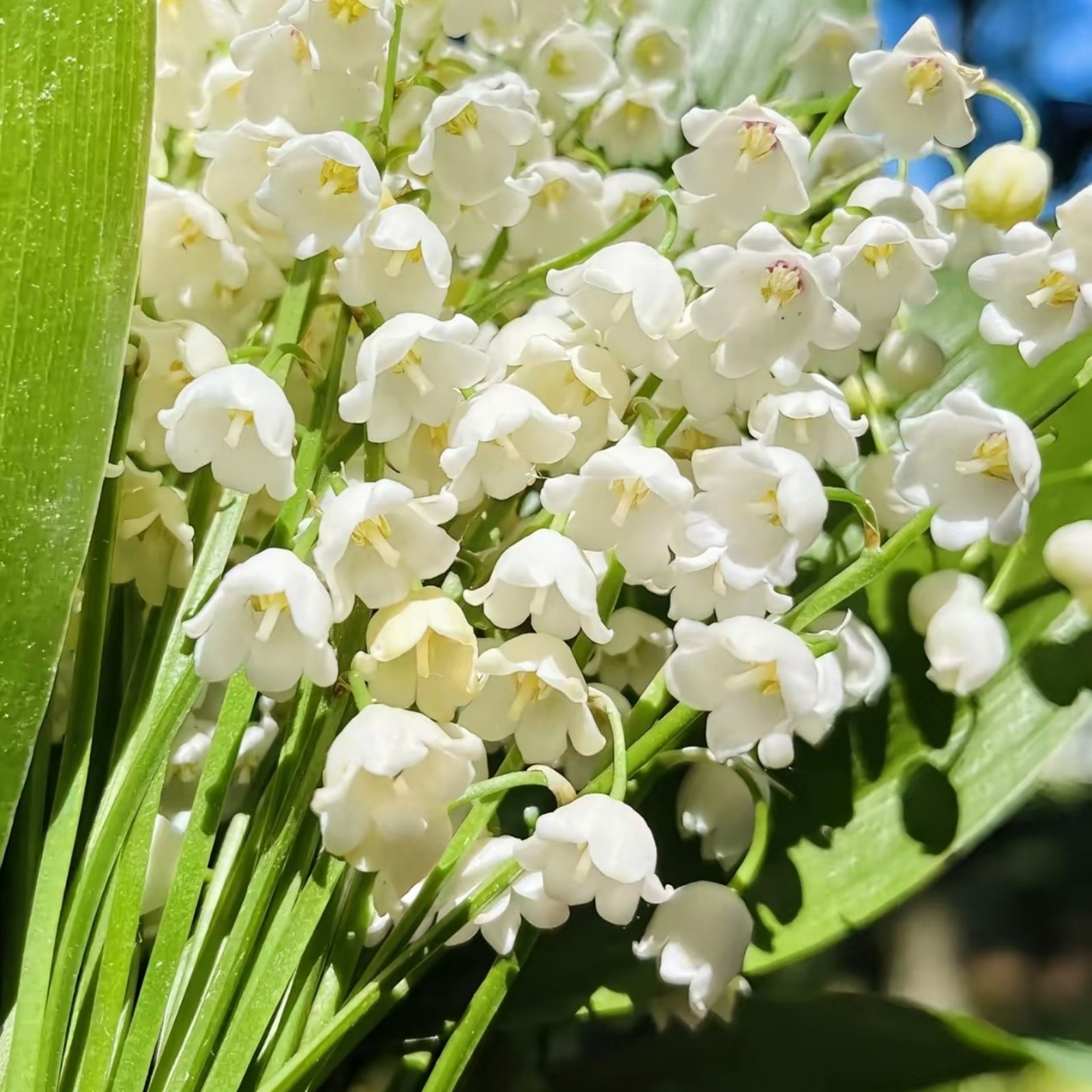 05b0ec854e11f2a3c5eff0803f276fd7 Lily of the Valley Bare Root Pips, Convallaria Majalis Roots, Fragrant Perennial Ground Cover for Shade Garden, Easy to Grow - Image 1