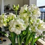Amaryllis Bulbs, Mixed Hippeastrum Flower Bulbs, Giant Blooming Perennial Bulbs for Indoor Forcing & Outdoor Garden Landscaping, Easy to Grow - Image 4