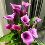 Calla Lily Bulbs, Beautiful Trumpet-Shaped Calla Lily Flower Bulbs for Planting, Perennial Garden & Indoor Potted Plants - Image 2
