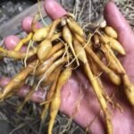 Daylily Bare Root Plants, Mixed Color Hemerocallis Roots, Perennial Flower Roots for Garden Yard Landscape, Easy to Grow - Image 6