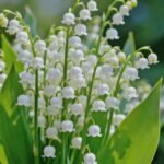 Lily of the Valley Bare Root Pips, Convallaria Majalis Roots, Fragrant Perennial Ground Cover for Shade Garden, Easy to Grow - Image 3