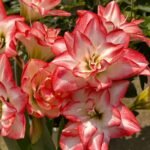 Double Pink Amaryllis Bulbs, Large Double Petal Hippeastrum Bulbs for Indoor Outdoor Planting, Home Garden Decor - Image 3