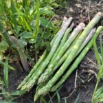 Asparagus Crowns, Asparagus Officinalis, Perennial Vegetable Roots, Hardy Edible Plant for Home Garden, High Yield - Image 3