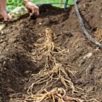 Asparagus Crowns, Asparagus Officinalis, Perennial Vegetable Roots, Hardy Edible Plant for Home Garden, High Yield - Image 4