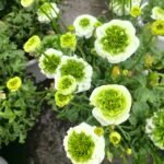 Ranunculus Bulbs, Tecolote Ranunculus Flower Bulbs for Planting, Perennial Garden & Indoor Potting, Beautiful Cut Flowers - Image 3