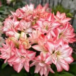 Amaryllis Bulbs, Mixed Hippeastrum Flower Bulbs, Giant Blooming Perennial Bulbs for Indoor Forcing & Outdoor Garden Landscaping, Easy to Grow - Image 3
