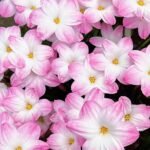 Rain Lily Bulbs (Zephyranthes), Hardy Perennial Flower Bulbs, Easy to Grow, Bloom After Rain, for Garden Borders, Pots & Landscaping