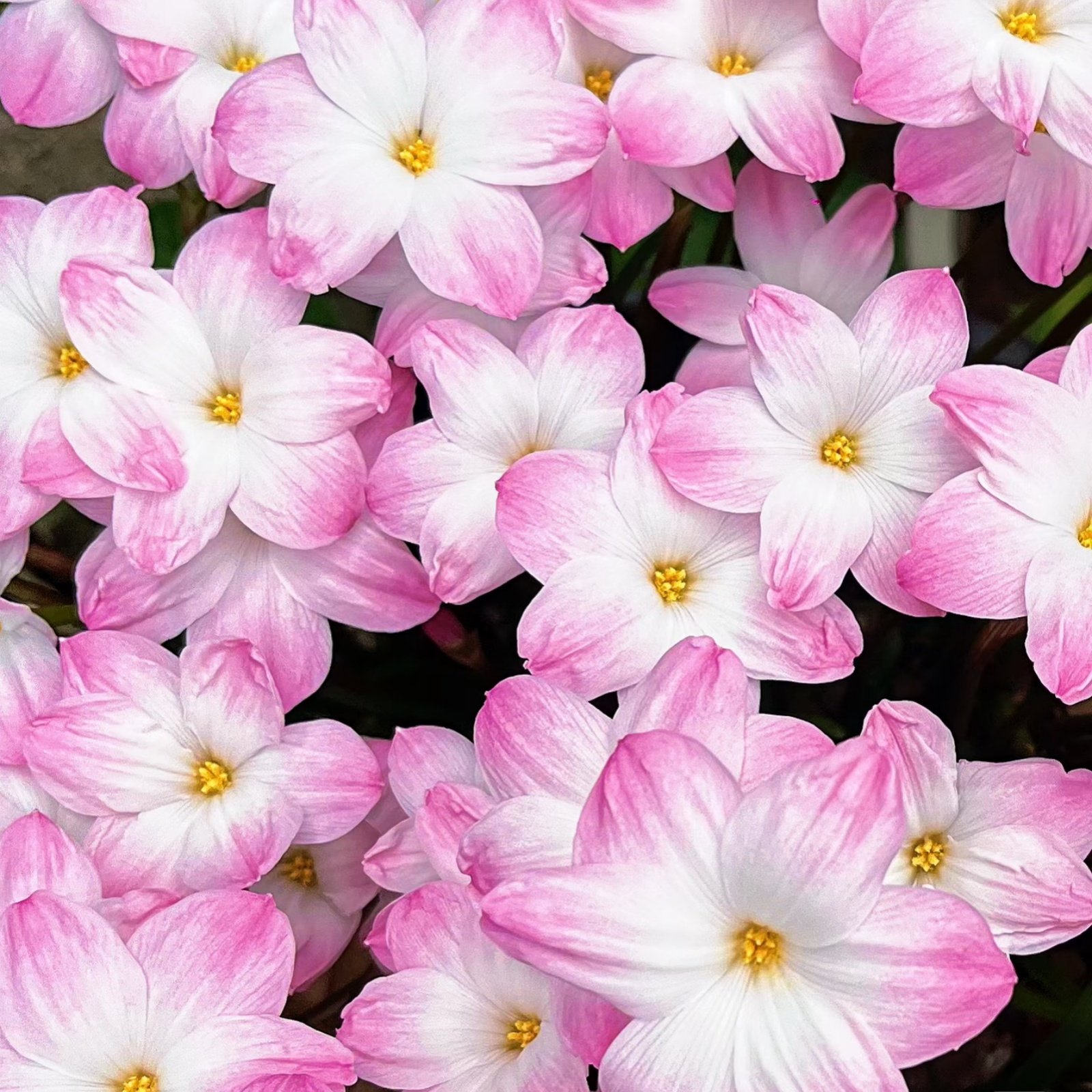 57b0489286ebec1a21a31f8a14a169fd Rain Lily Bulbs (Zephyranthes), Hardy Perennial Flower Bulbs, Easy to Grow, Bloom After Rain, for Garden Borders, Pots & Landscaping - Image 1