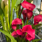 Calla Lily Bulbs, Beautiful Trumpet-Shaped Calla Lily Flower Bulbs for Planting, Perennial Garden & Indoor Potted Plants - Image 4
