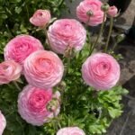 Ranunculus Bulbs, Tecolote Ranunculus Flower Bulbs for Planting, Perennial Garden & Indoor Potting, Beautiful Cut Flowers - Image 2