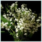 Lily of the Valley Bare Root Pips, Convallaria Majalis Roots, Fragrant Perennial Ground Cover for Shade Garden, Easy to Grow - Image 2