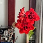 Double Amaryllis Bulbs, Large Double Flower Hippeastrum Bulbs, Perennial Flower Bulbs for Indoor Pots and Outdoor Garden Decor - Image 3