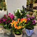 Calla Lily Bulbs, Beautiful Trumpet-Shaped Calla Lily Flower Bulbs for Planting, Perennial Garden & Indoor Potted Plants