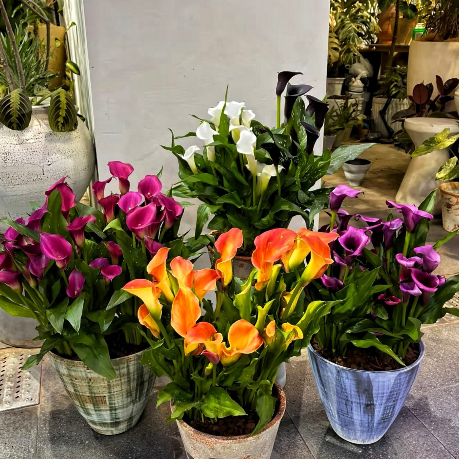 8d2db283df829abeb1f8489875807e51 Calla Lily Bulbs, Beautiful Trumpet-Shaped Calla Lily Flower Bulbs for Planting, Perennial Garden & Indoor Potted Plants - Image 1