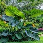 Elephant Ear Tuber , Alocasia Tuber, Giant Tropical Foliage Plant for Indoor & Outdoor Garden, Easy to Grow - Image 3