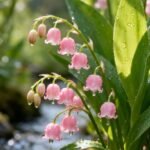 Lily of the Valley Bare Root Pips, Convallaria Majalis Roots, Fragrant Perennial Ground Cover for Shade Garden, Easy to Grow - Image 6