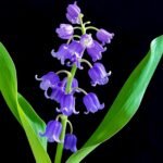 Lily of the Valley Bare Root Pips, Convallaria Majalis Roots, Fragrant Perennial Ground Cover for Shade Garden, Easy to Grow - Image 5