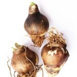 Amaryllis Bulbs, Mixed Hippeastrum Flower Bulbs, Giant Blooming Perennial Bulbs for Indoor Forcing & Outdoor Garden Landscaping, Easy to Grow - Image 5