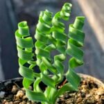 Frizzle Sizzle, Bulbs, Corkscrew Albuca, Unique Spiral Leaf Succulent Bulb, Winter Growing Houseplant for Windowsill Decor - Image 2