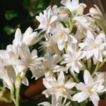 Tuberose Bulbs, Fragrant Tuberose Flower Bulbs for Planting, Perennial Garden & Cut Flower Plants - Image 3