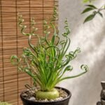 Frizzle Sizzle, Bulbs, Corkscrew Albuca, Unique Spiral Leaf Succulent Bulb, Winter Growing Houseplant for Windowsill Decor - Image 3