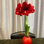 Waxed Amaryllis Bulb, No Water Needed, Pre-Sealed Wax Amaryllis for Indoor Home Decor, Easy to Bloom Houseplant Gift - Image 4
