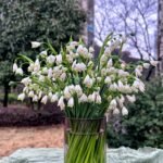 Snowdrop Bulbs (Galanthus Nivalis), Hardy Perennial Flower Bulbs for Garden, Borders, Woodland & Containers, Early Spring Blooming - Image 2
