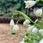 Snowdrop Bulbs (Galanthus Nivalis), Hardy Perennial Flower Bulbs for Garden, Borders, Woodland & Containers, Early Spring Blooming - Image 3