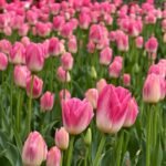 Tulip Bulbs, Mixed Breed Tulip Bulbs for Planting, Spring Perennial Flower Bulbs, Perfect for Yard Landscaping, Window Boxes and Cut Flower Arrangement - Image 3