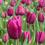 Tulip Bulbs, Premium Single Tulip Flower Bulbs for Spring Blooming, Perennial Ornamental Flowers, Great for Outdoor Garden & Indoor Pot Planting, Low Maintenance - Image 4