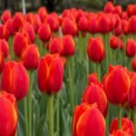 Tulip Bulbs, Mixed Breed Tulip Bulbs for Planting, Spring Perennial Flower Bulbs, Perfect for Yard Landscaping, Window Boxes and Cut Flower Arrangement