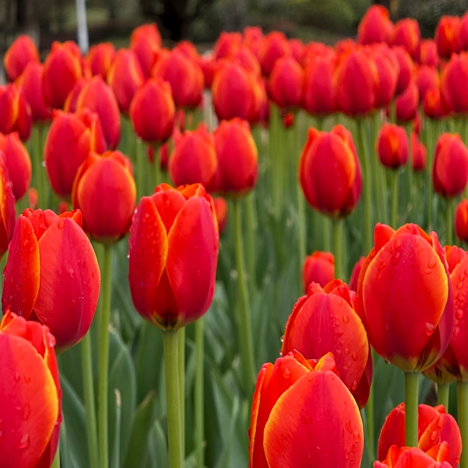 Camera_1040g3k031f33rt9pmo105n4pqde4j65m9v6h6c0 Tulip Bulbs, Mixed Breed Tulip Bulbs for Planting, Spring Perennial Flower Bulbs, Perfect for Yard Landscaping, Window Boxes and Cut Flower Arrangement - Image 1