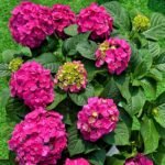Hydrangea Bare Root Plants, Hardy Perennial Hydrangea Shrubs, Large Clustered Blooms for Garden Borders, Courtyard & Patio Containers - Image 2