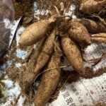 Dahlia Tubers, Beautiful Dahlia Flower Bulbs for Planting, Perennial Garden & Potted Plants, Excellent Cut Flowers - Image 5