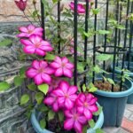 Clematis Bare Root Plants, Mixed Varieties Clematis Roots, Hardy Perennial Climbing Flower Vine for Trellis Fence Patio Garden, Easy to Grow - Image 5
