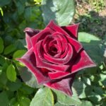 Rose Bare Root Plants, Hardy Perennial Rose Bushes, Fragrant Flowering Shrubs for Garden Landscaping, Patio Containers & Cut Flowers - Image 2