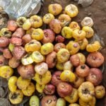 Gladiolus Bulbs, Vibrant Gladiolus Flower Corms for Planting, Perennial Garden & Cut Flower Plants - Image 6