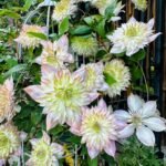 Clematis Bare Root Plants, Mixed Varieties Clematis Roots, Hardy Perennial Climbing Flower Vine for Trellis Fence Patio Garden, Easy to Grow - Image 4