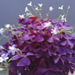 Oxalis Bulbs, Mixed Color Wood Sorrel Bulbs, Perennial Shamrock Flower Bulbs for Indoor Outdoor Planting, Easy to Grow - Image 5