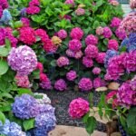 Hydrangea Bare Root Plants, Hardy Perennial Hydrangea Shrubs, Large Clustered Blooms for Garden Borders, Courtyard & Patio Containers