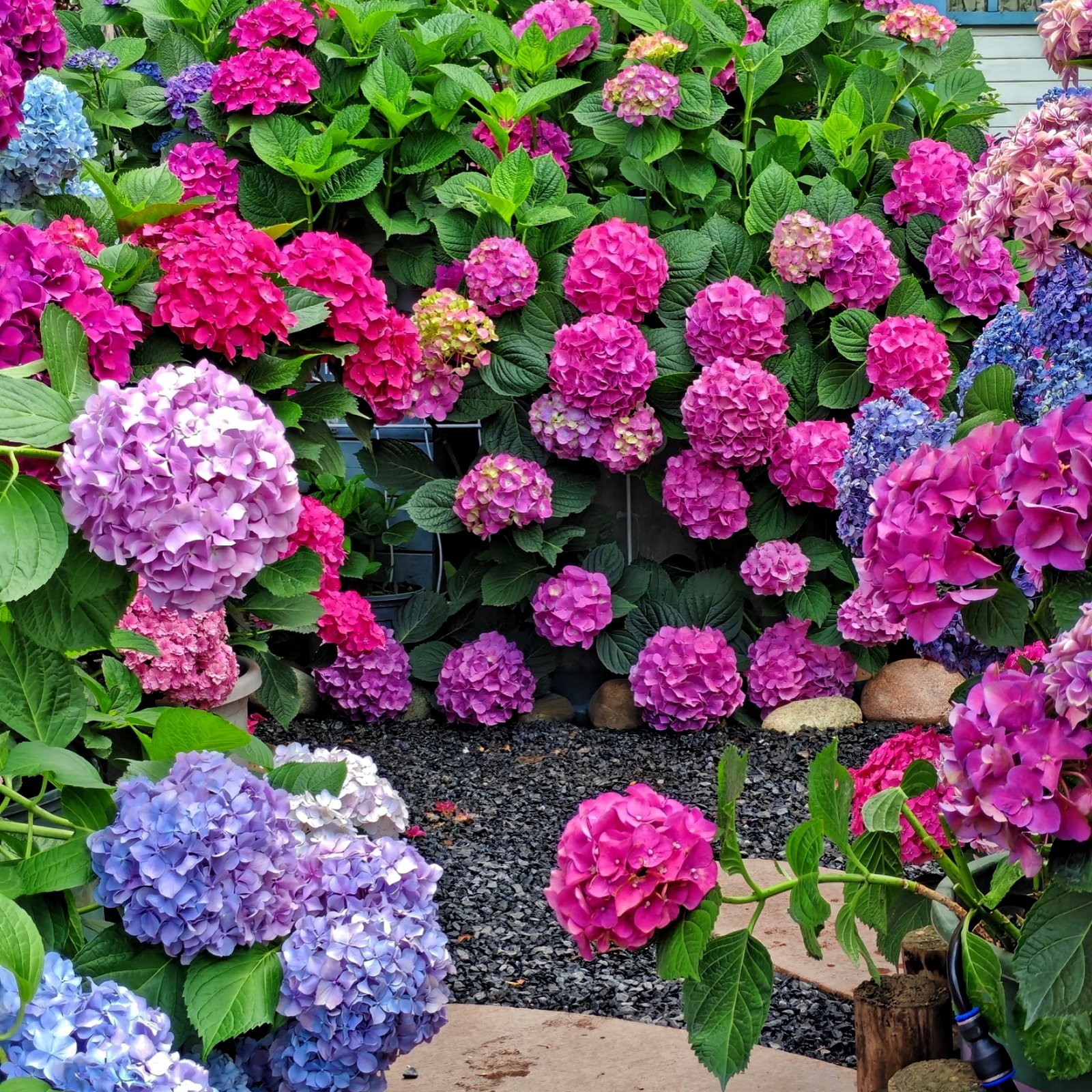Camera_1040g3k031i1clm6dnc5g5o2u22pgblk8v3pelug Hydrangea Bare Root Plants, Hardy Perennial Hydrangea Shrubs, Large Clustered Blooms for Garden Borders, Courtyard & Patio Containers - Image 1