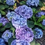 Hydrangea Bare Root Plants, Hardy Perennial Hydrangea Shrubs, Large Clustered Blooms for Garden Borders, Courtyard & Patio Containers - Image 4